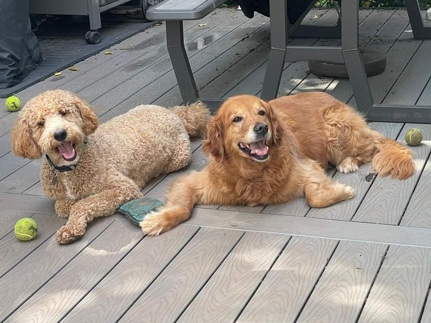 Krøllet doodle og golden retriever på en terrasse
