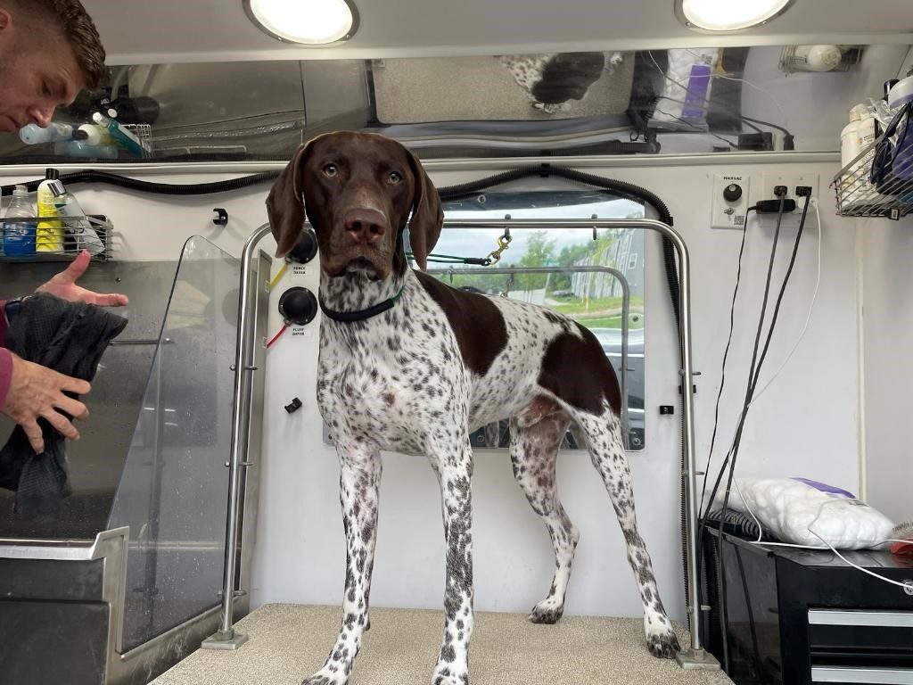 Korthåret hønsehund på trimmebordet