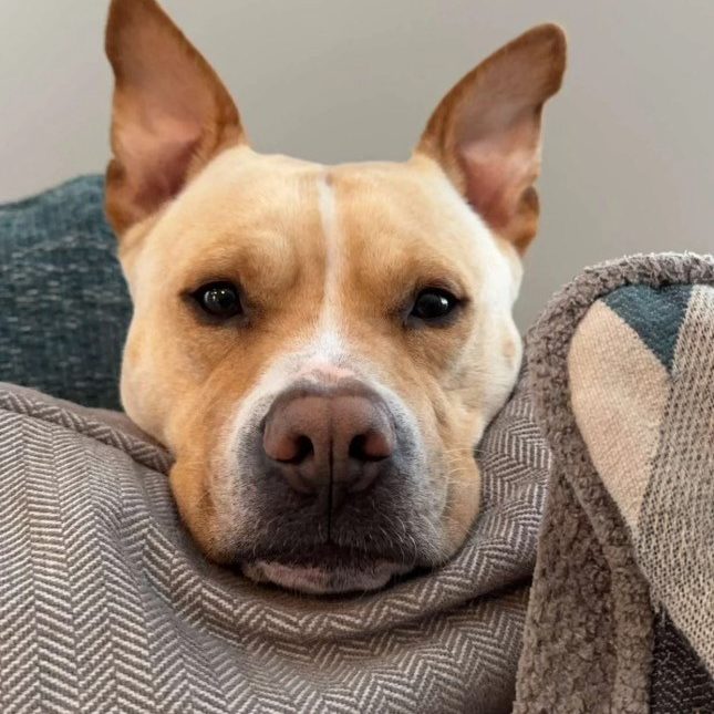 Hund pakket ind i et tæppe
