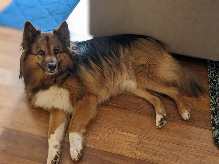 Langhåret hund på et trægulv