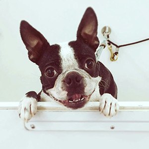 Boston terrier