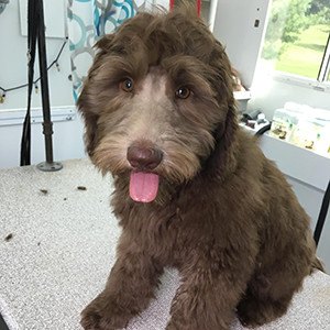 Brun krøllet hund
