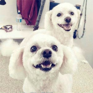 To små hvide hunde