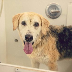 Lysebrun hund i badet