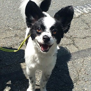 Sort og hvid lille hund