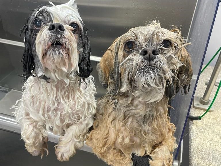 To shih tzu'er i badekarret