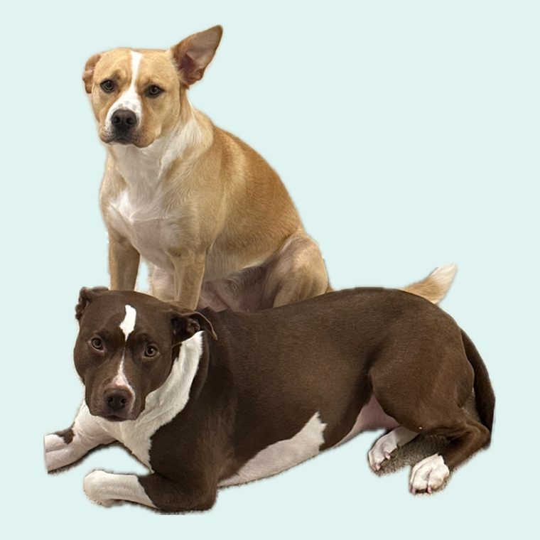 To hunde
