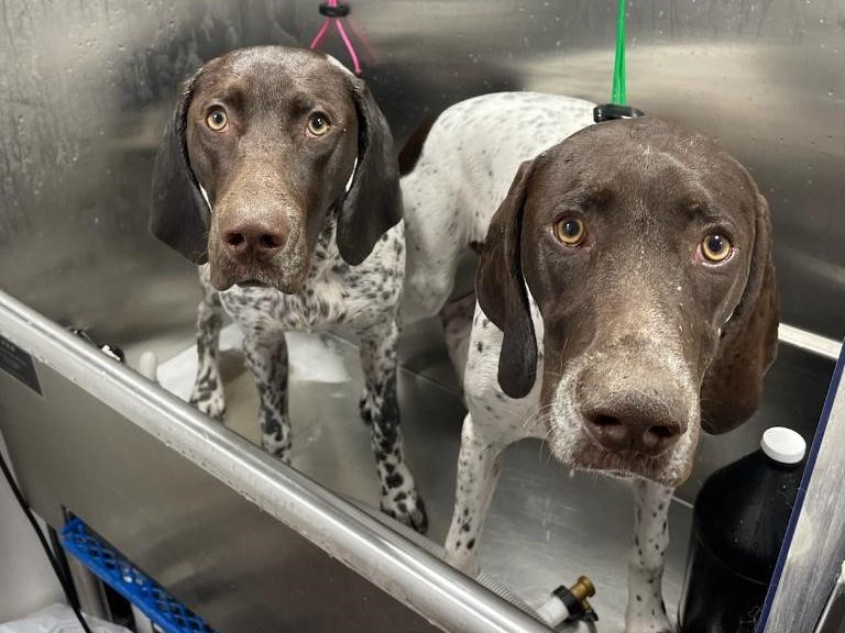 To korthårede hønsehunde i badekarret