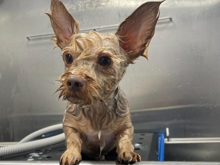 Lille terrier i badet